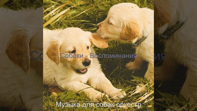 Звуки (Одинокие собаки) смотреть онлайн