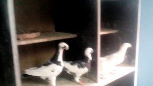 Немецкие выставочные голуби