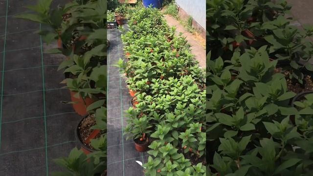 Саженцы 🪴мет.гортензии 🌸прошлого года черенкования🌱C1-C2-C3WhatsApp 89991568371 смотреть онлайн