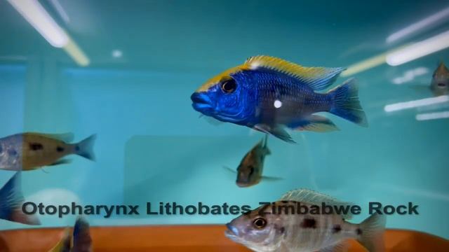 Integral Aquatics Otopharynx Lithobates Zimbabwe Rock