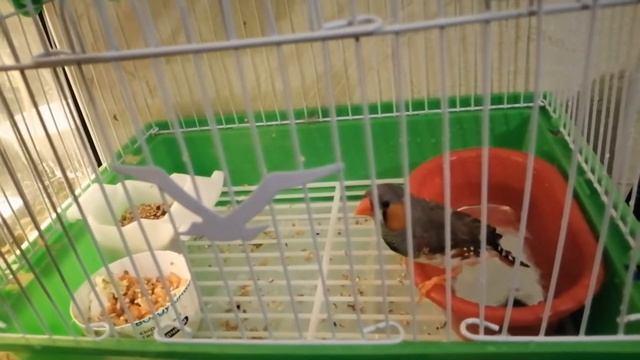 ВОДНЫЕ ПРОЦЕДУРЫ У АМАДИНА🛁🐦 смотреть онлайн