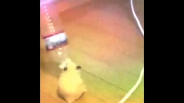 Sad Hamster Becomes More Sad смотреть онлайн