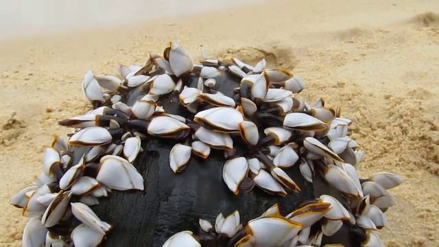 Weird mollusc on coconut смотреть онлайн