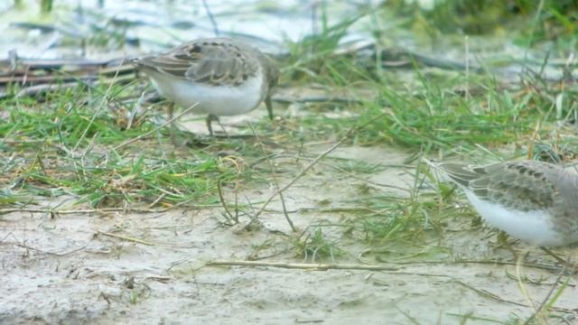 Temminck's Stint _Tinkers Marsh 20 05 12 смотреть онлайн