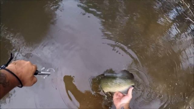 Exciting April Murray cod fishing смотреть онлайн