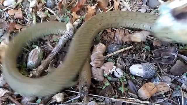 CULEBRA DE COLLAR Natrix natrix смотреть онлайн