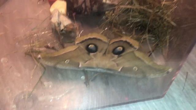 Giant moth Antheraea polyphemus смотреть онлайн
