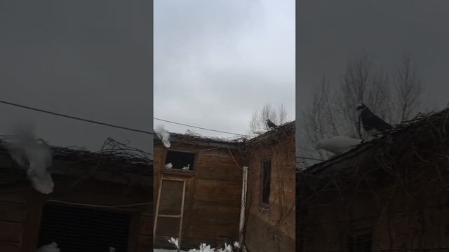Агасиевские бойные голуби моего друга Артака.