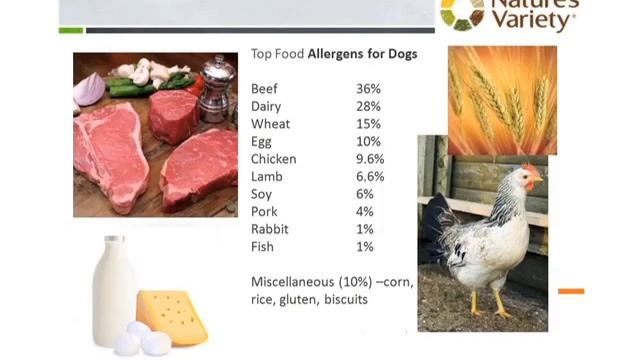 Dog And Cat Allergies Demystified смотреть онлайн