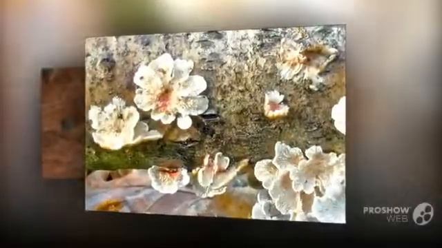 Phanerochaete Sanguinea - Fungi Kingdom