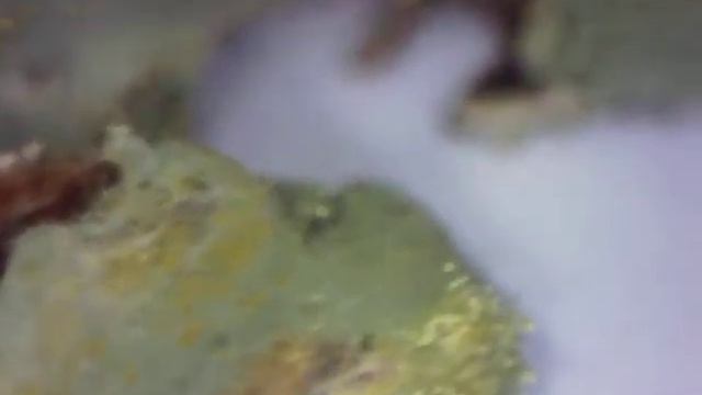 2020 01 06 Харцианум