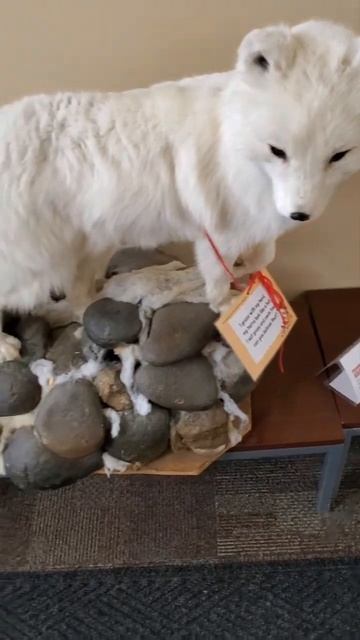 Arctic Fox, Chubbuck Library-Portneuf District Library, East Idaho Chapter-Safari Club Internationa смотреть онлайн