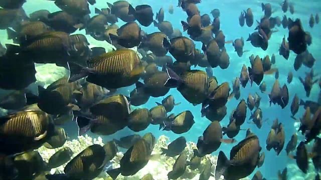 Sailfin Tang Fish swarm red sea el quesir egypt snorkeling hotel pensee 2019 смотреть онлайн