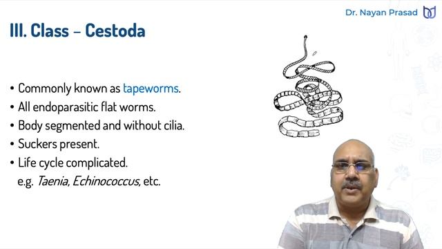 Phylum Platyhelminthes - Classification смотреть онлайн