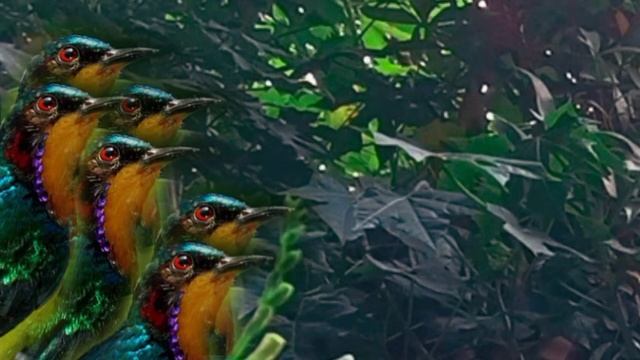 MP3 Suara Pikat Kolibri Wulung@jahid Channel