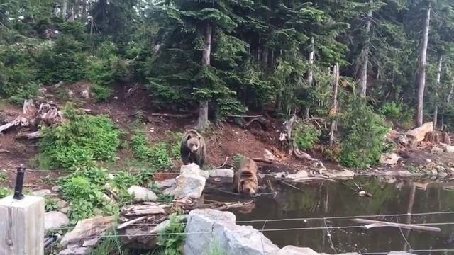 Grizzly Bears Grinder and Coola смотреть онлайн