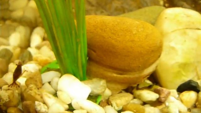 Sladkovodní krevetky - dospělá a miminko - 2.2.2017 Neocaridina heteropoda - davidi смотреть онлайн