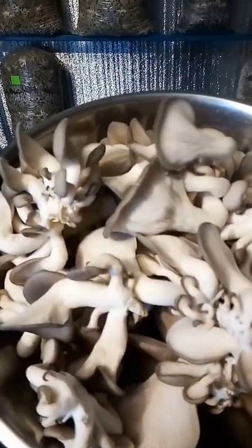 Свои грибочки