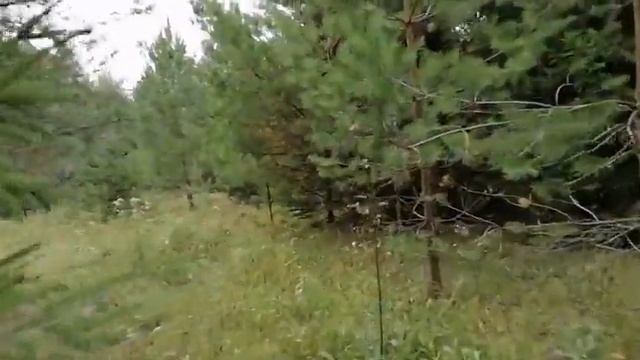 В лес за грибами смотреть онлайн