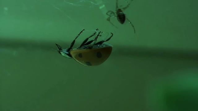 Mauro Patti - Unlucky ladybug's accident(Medrumorphosis Fan video) смотреть онлайн