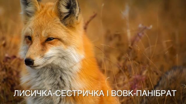 Аудіоказка Лисичка-сестричка і вовк-панібрат смотреть онлайн