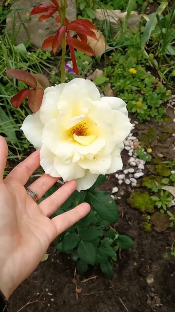 4 розы погибло в этом году #роза #short