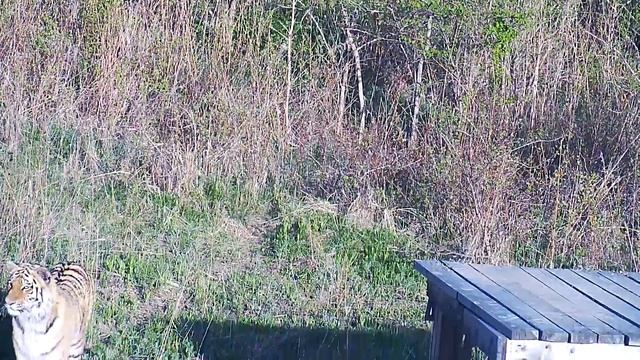 Тигр Владик в Центре реабилитации 3 смотреть онлайн