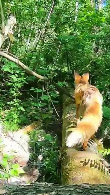 Кормлю Дикую Лису Чичи и Маленьких Лисят.Полный фильм на канале Ушёл по Делам. смотреть онлайн