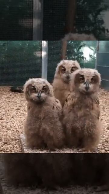 Пение смотреть онлайн