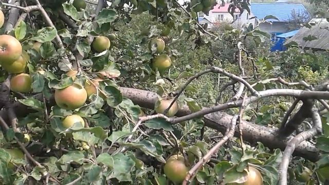 Время Хобби| Сад. Огород