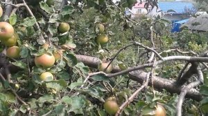 Почему мелкие яблоки были на яблоне?