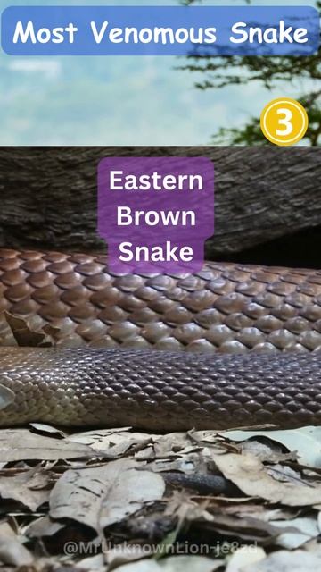 Top 5 Most Venomous Snakes in the World смотреть онлайн