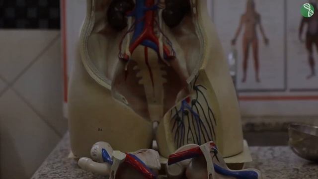 Komórka, Tkanka, Narząd, Układ #1 [ Homeostaza ]