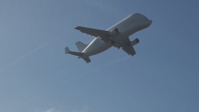 Beluga смотреть онлайн