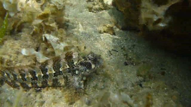 Tompot blenny. Cabruza. Parablennius gattorugine смотреть онлайн