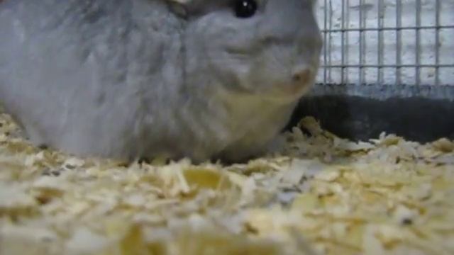 Che' Chinchillas Heavily Pregnant Sapphire Female смотреть онлайн