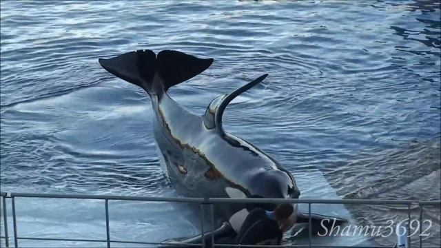 Valentin- Marineland Antibes смотреть онлайн