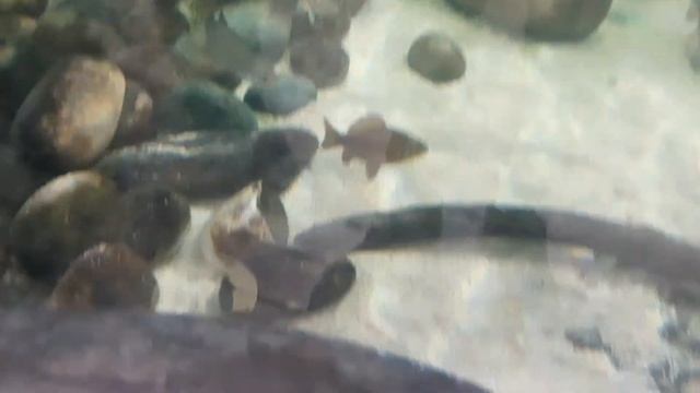Siberian Sturgeon (Acipenser baerii) смотреть онлайн