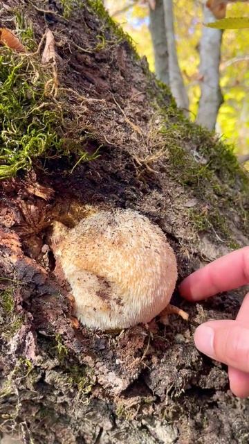 Ежовик гребенчатый. Герициум erinaceus. Lions mane Hericium. Сыроежка👑 смотреть онлайн