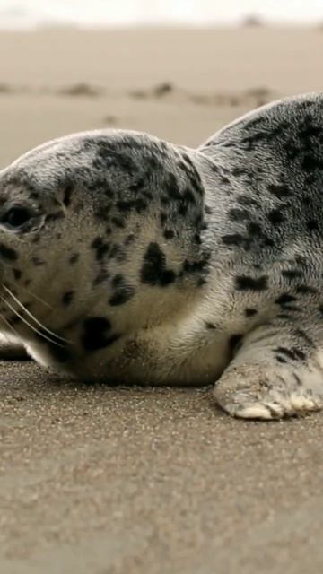 fur seal #seal #furseal #cutecat #shortsvideo #short смотреть онлайн
