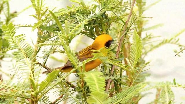 Bird of paradise in 4K film Nature Relaxation music смотреть онлайн