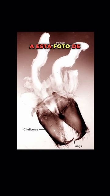¡Araña Viuda Negra! La mas peligrosa en Mexico! #Ai #Ia #Aiart #chatgpt #capcut #viudanegra смотреть онлайн
