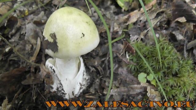 Muchotrávka Zelená - Jedovaté Huby