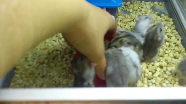 Джунгарские хомячки просят покушать. смотреть онлайн