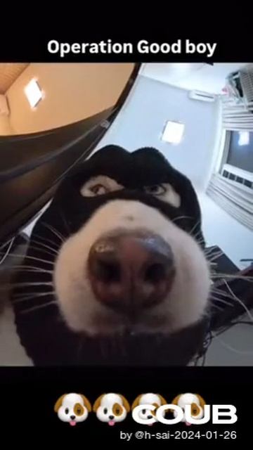 Собака варавака