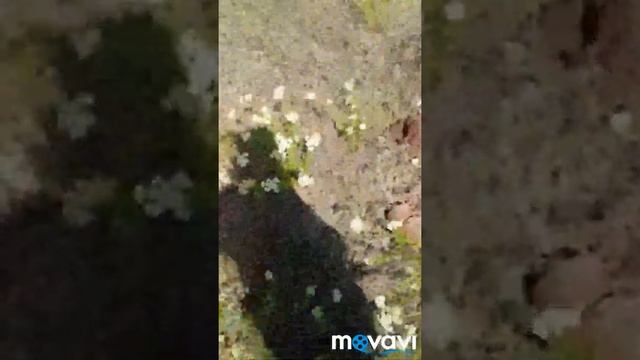 Коп металла вдоль проселочной дороги!