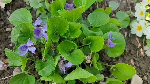 30 апреля 2023 в саду смотреть онлайн