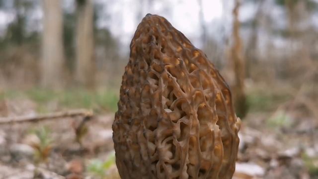 Grzyby rosną na potęgę. Kwiecień смотреть онлайн