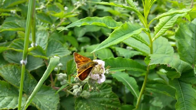 Large Skipper Butterfly (Ochlodes sylvanus) June 2016 смотреть онлайн