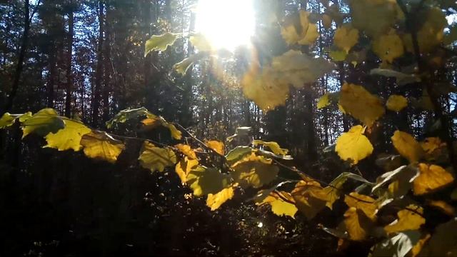 VID 20211002 145047 Всеприсутствие. 1812 (И. Гёте).. Павел Васильев Лахтинский смотреть онлайн